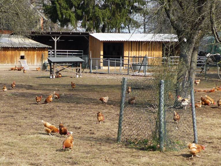 Freilaufende Hühner auf einem Hof