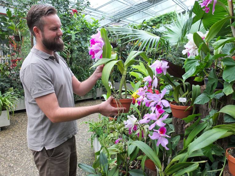 Nandino Baillot im Orchideenschauhaus