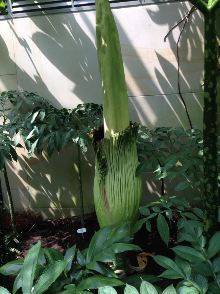 Amorphophallus 16.07.2014 11 Uhr