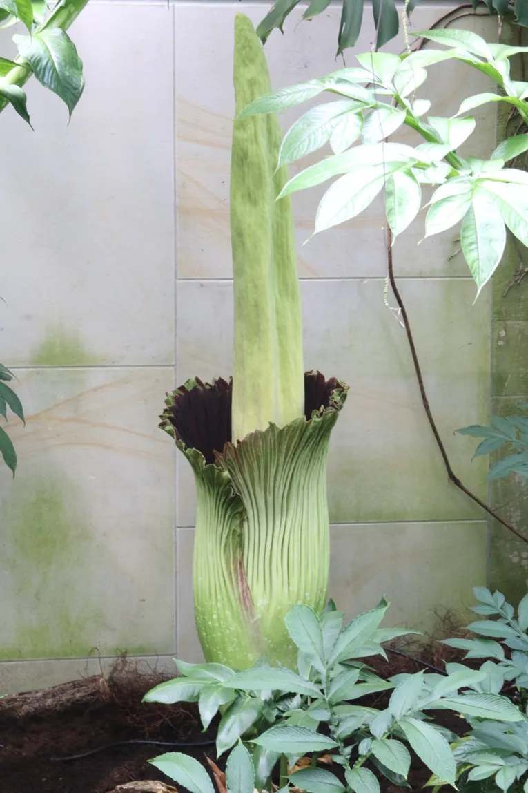 Amorphophallus 16.07.2014 13:40 Uhr