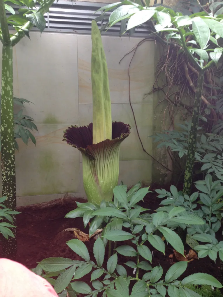 Amorphophallus 16.07.2014 14:30 Uhr