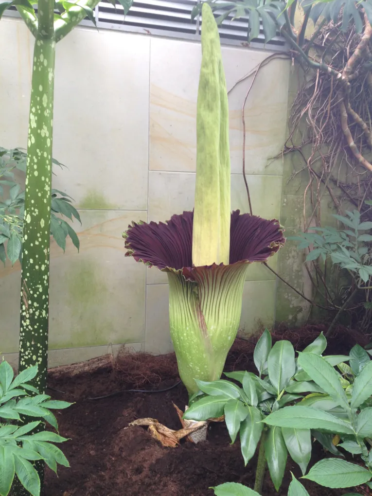 Amorphophallus 16.07.2014 15:25 Uhr