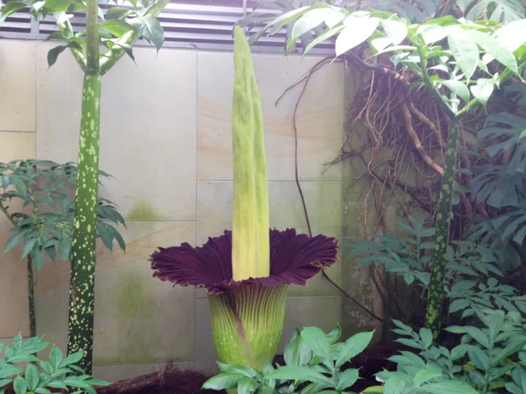Amorphophallus 16.07.2014 16:30 Uhr