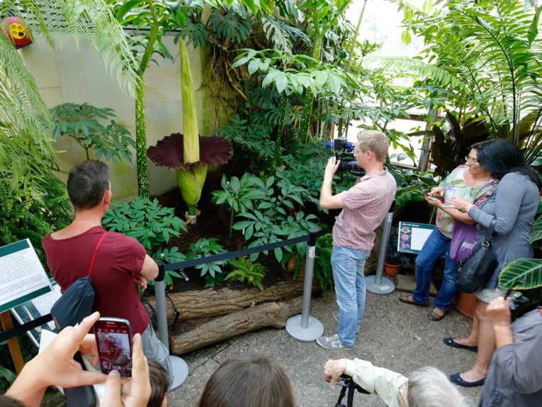 Einige Personen fotografieren und filmen die Titanenwurz