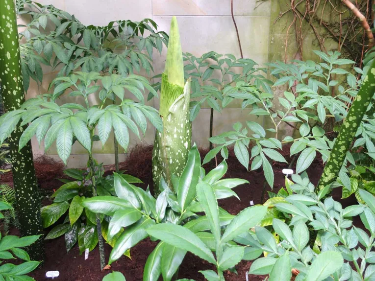 Amorphophallus 07.07.2014