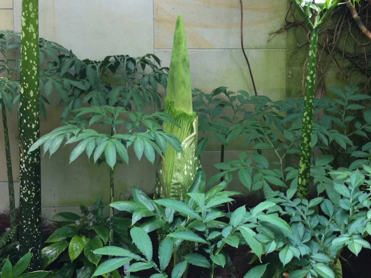 Amorphophallus 10.07.2014