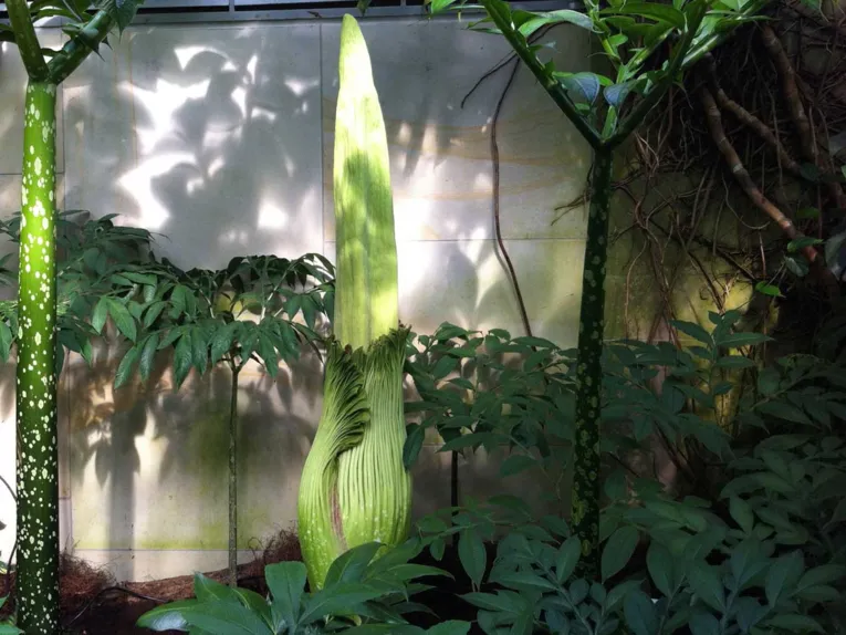 Amorphophallus 14.07.2014