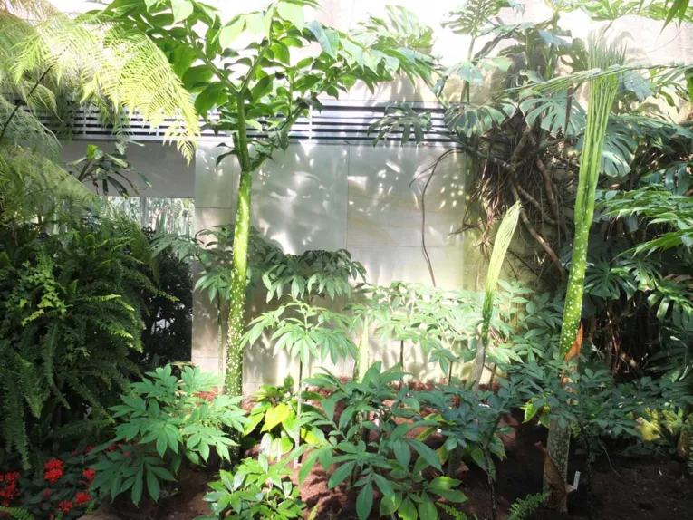 Amorphophallus 25.06.2014