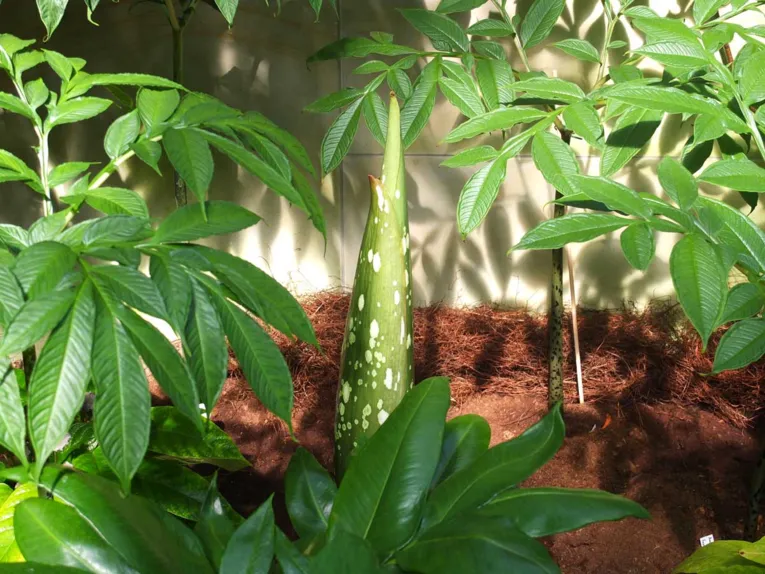 Amorphophallus 30.06.2014