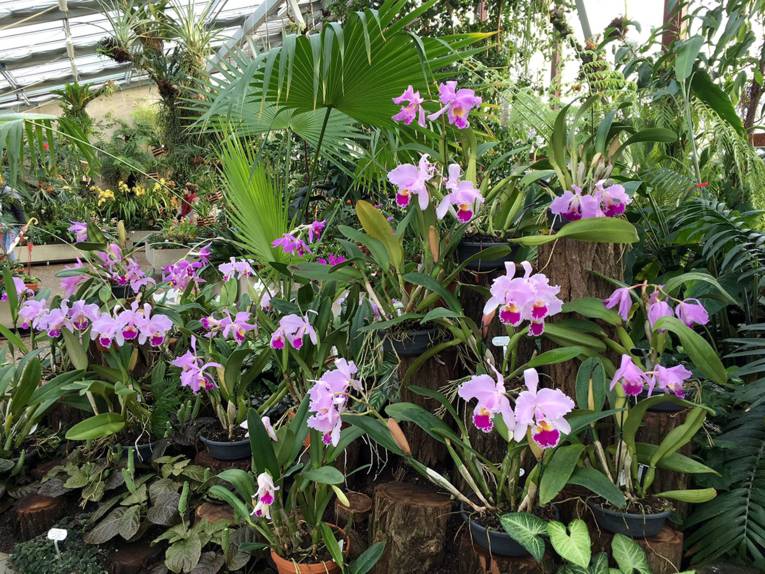 Orchideen im Orchideenschauhaus