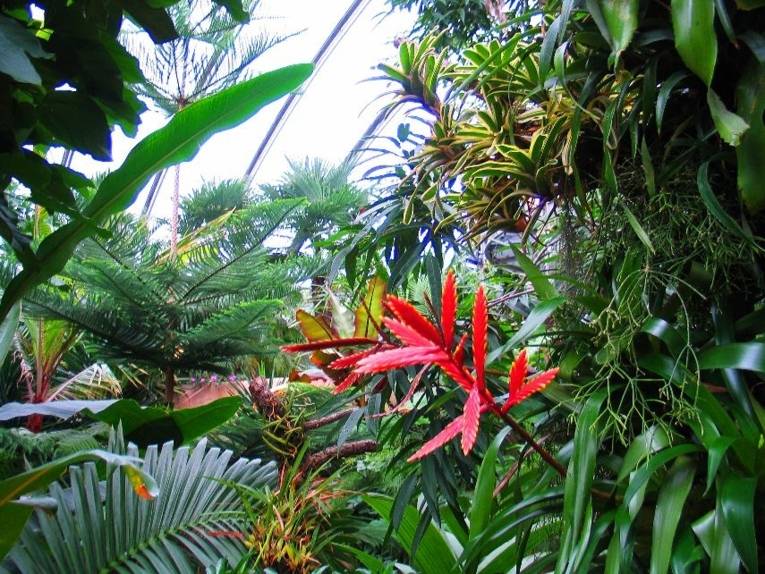 Regenwald im Sea Life