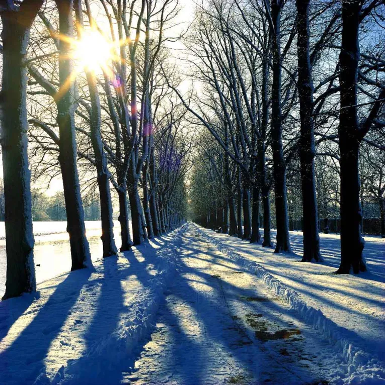 Allee entlang der Graft im Winter