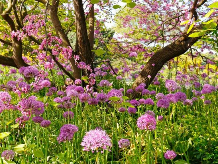 Zier-Lauch im Berggarten