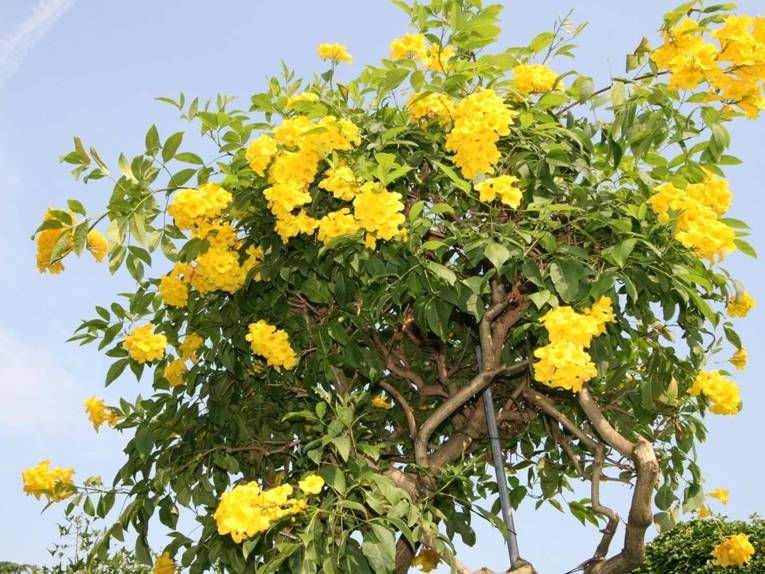 Trompetenstrauch im Subtropenhof