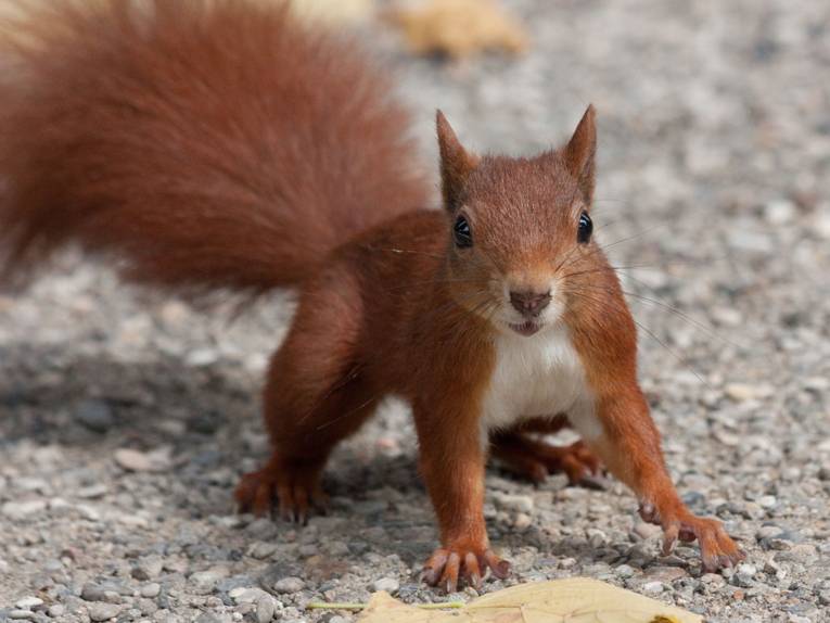 Eichhörnchen im Berggarten