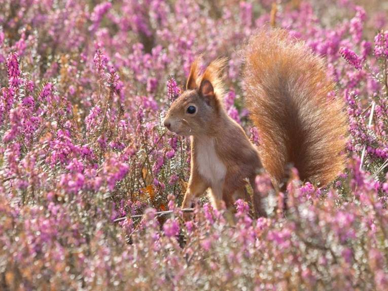 Eichhörnchen im Berggarten