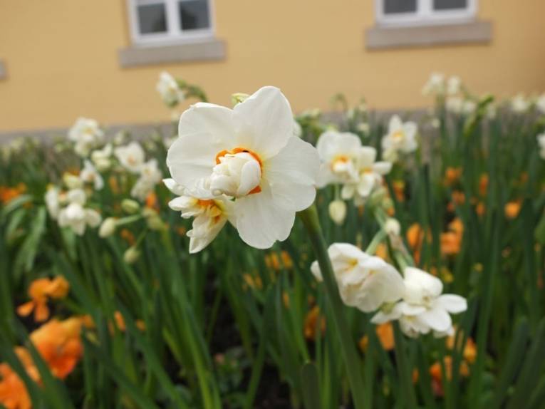 Narzisse im Schmuckhof