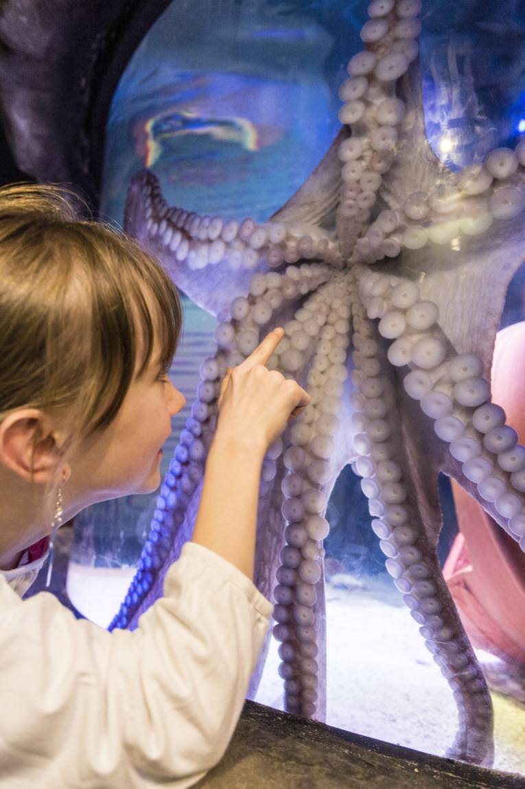 SeaLife Oktopoden
