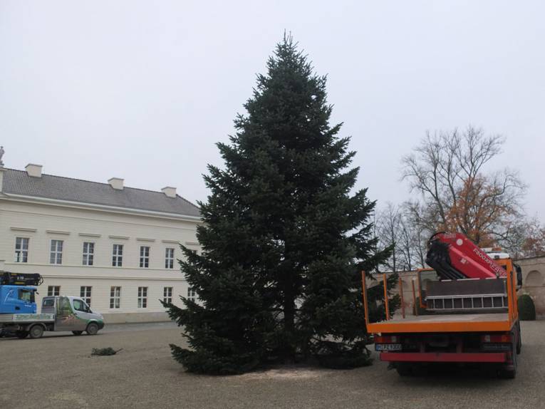 Tannenbaum im Ehrenhof
