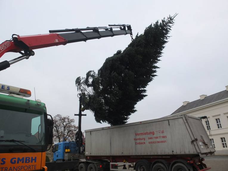 Lieferung der Herrenhausen-Tanne