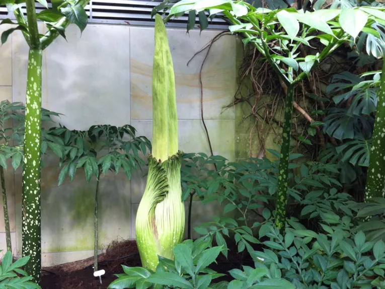 Amorphophallus 16. Juli