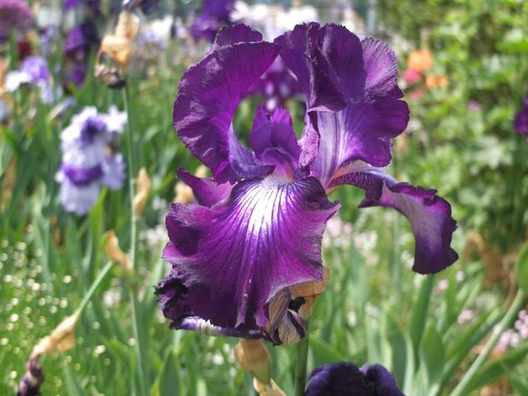 Bart-Iris im Irisgarten