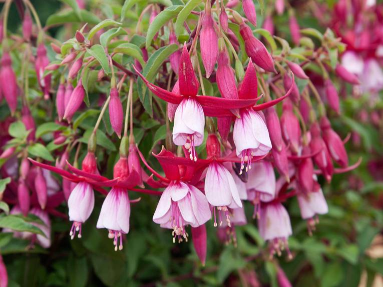 Die weiß-pinken Blüten der Fuchsia 'Annie M G Schmidt'