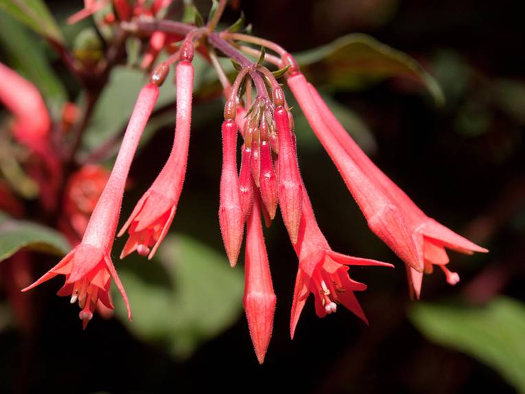 Die geschlossenen, roten Blüten einer Fuchsie mit der Bezeichnung Fuchsia 'Gartenmeister Bonstedt'