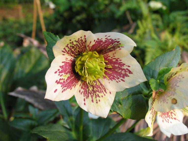 Helleborus orientalis