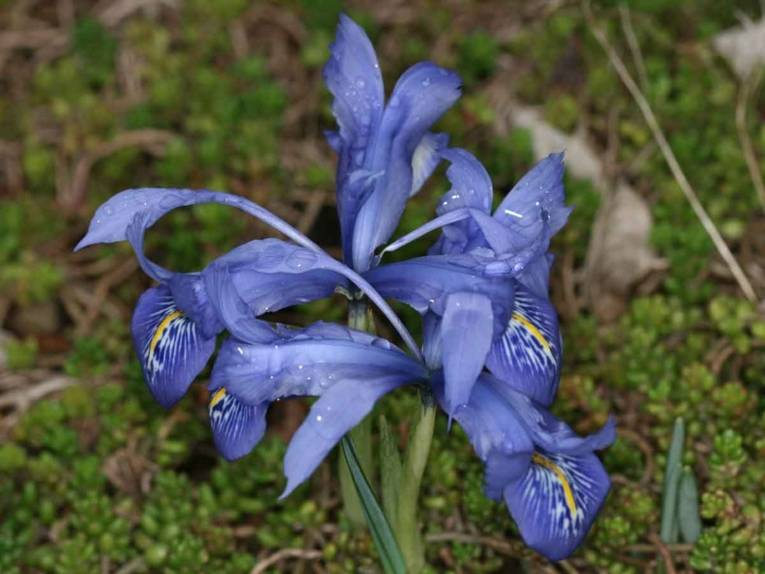 Iris reticulata