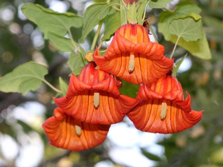 Canarina canariensis