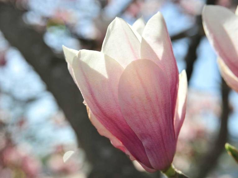 Magnolienblüte