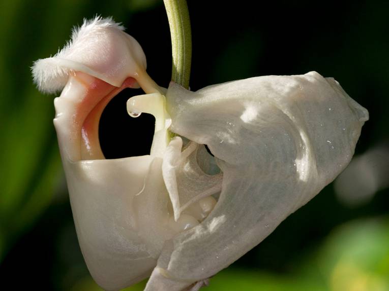 Coryanthes alborosea