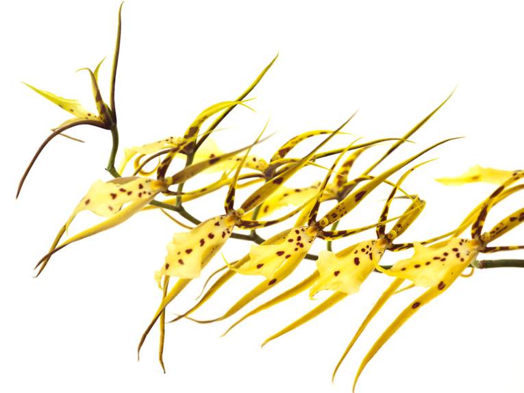 Foto aus dem Bildband "Orchideen"