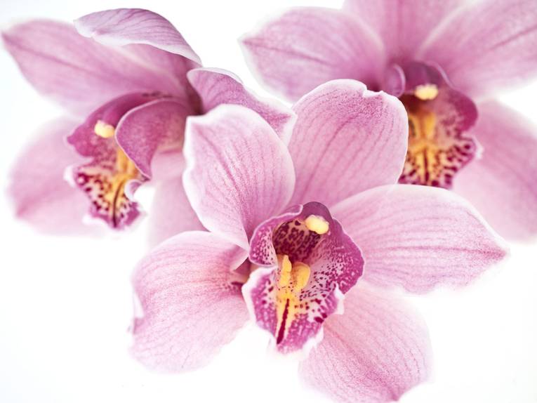 Foto aus dem Bildband "Orchideen"