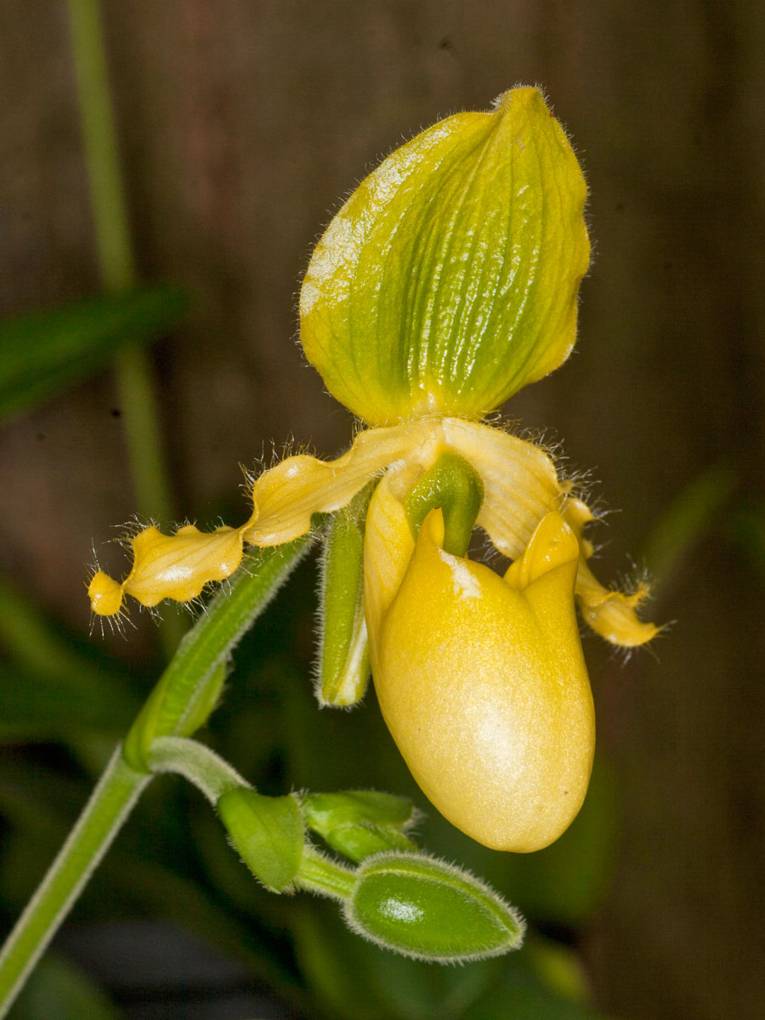 Paphiopedilum chamberlainianum 'Flavum'