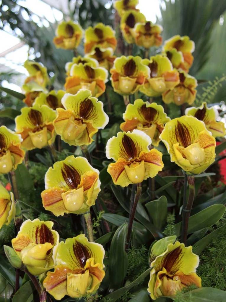 Paphiopedilum-Hybriden