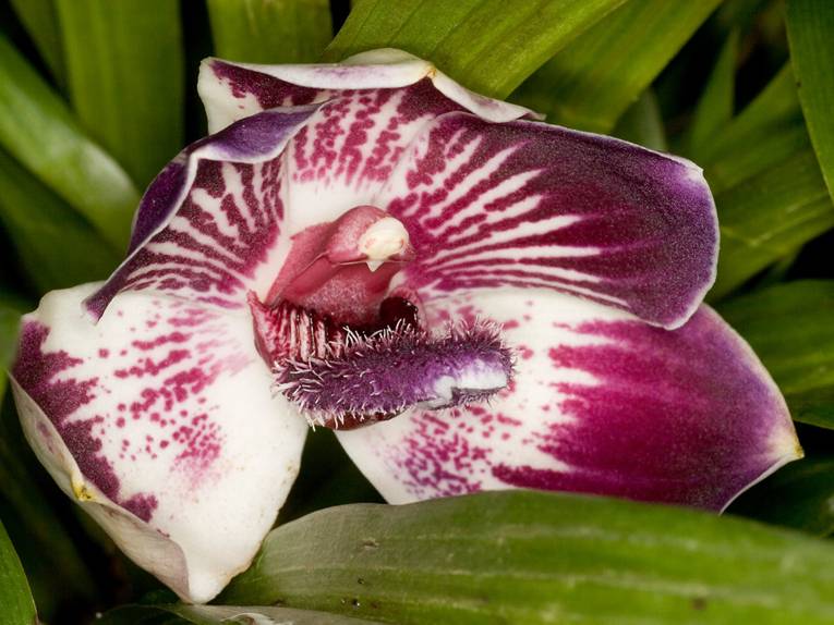 Pescatorea lehmannii