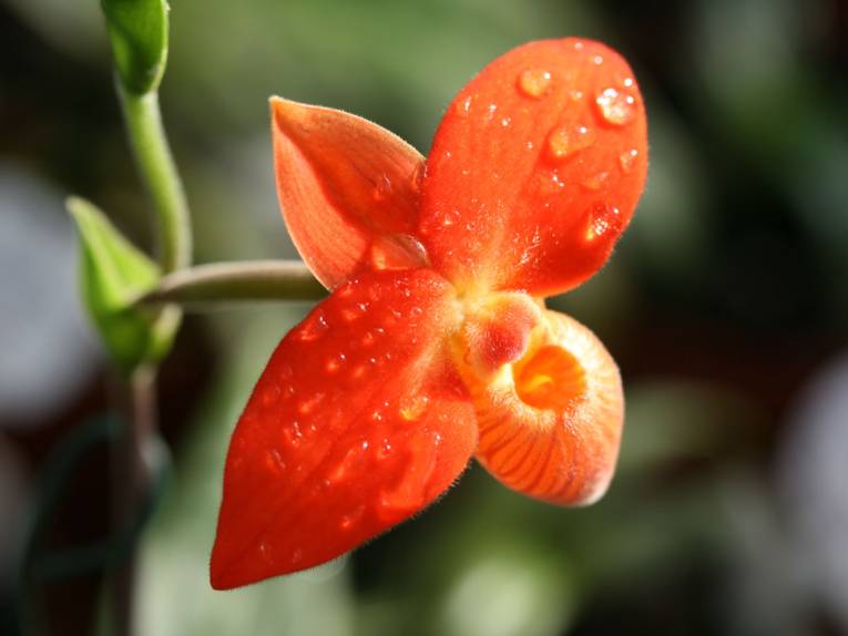Phragmipedium besseae
