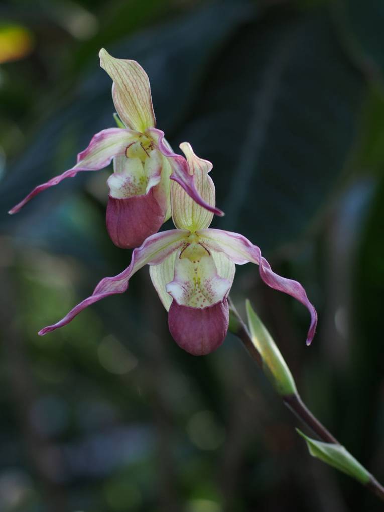 Phragmipedium sedenii