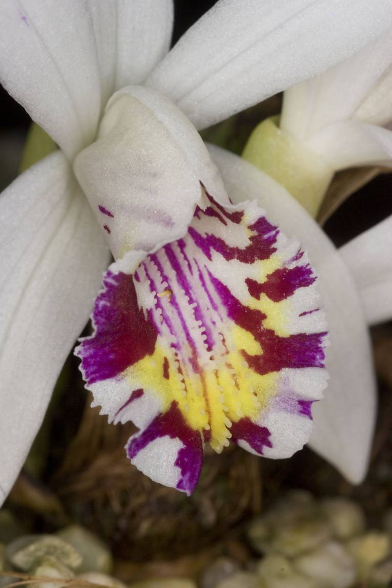 Pleione maculata