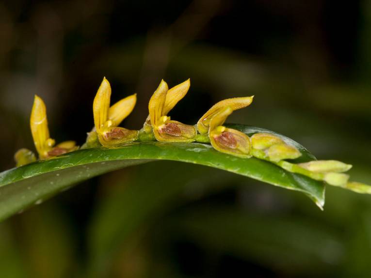 Pleurothallis lanceana