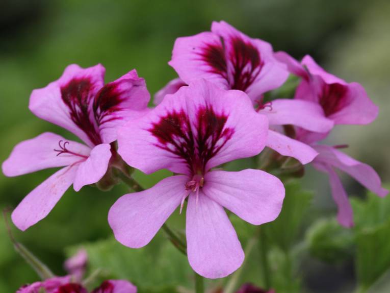 Pelargonium 'Orange Fizz'