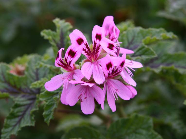 Pelargonium quercifolium