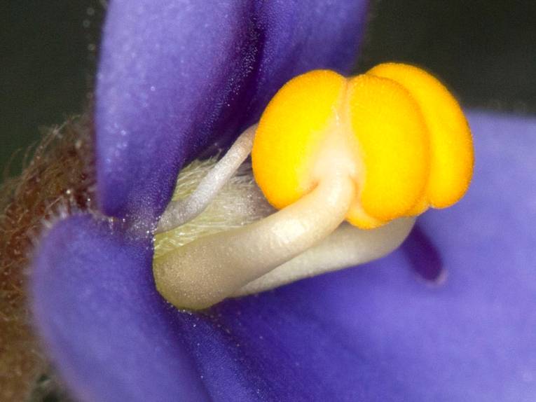 Saintpaulia ionantha