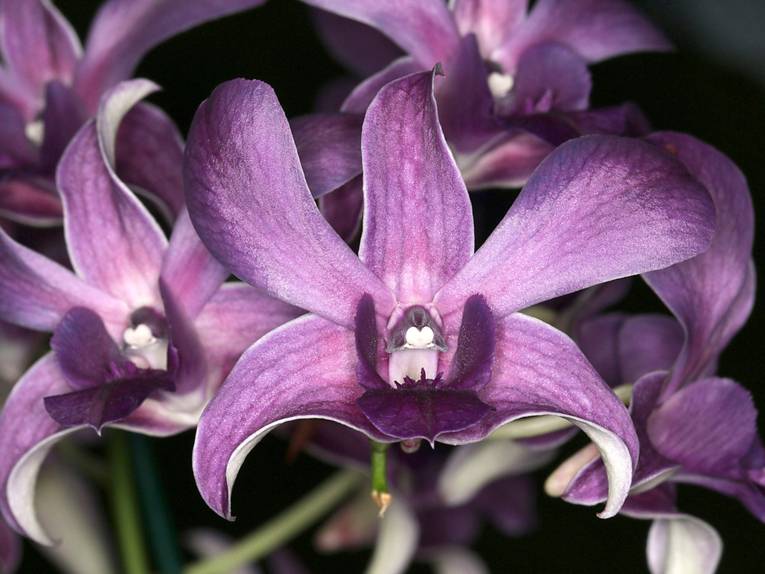 Dendrobium-Blüten