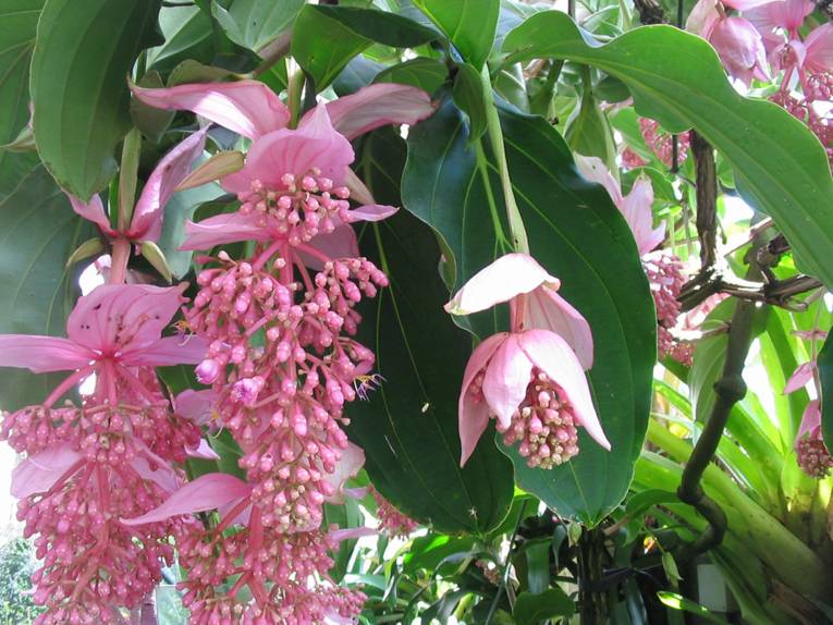 Medinilla-Blüten