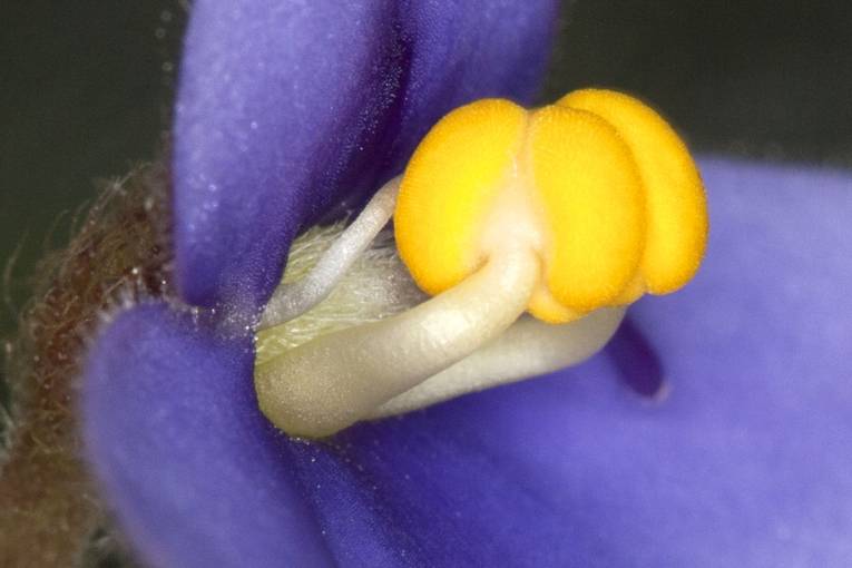 Saintpaulia ionantha