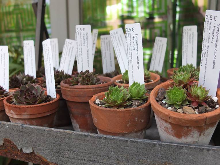 Sempervivum im Infopavillon