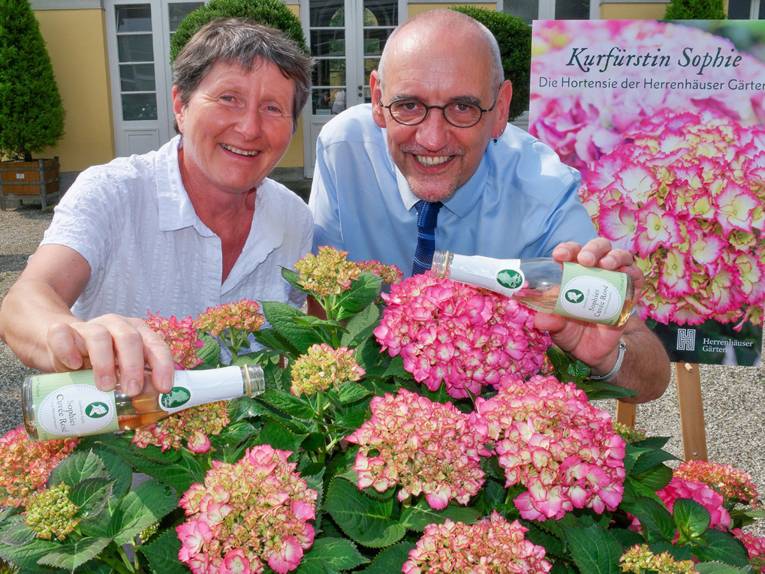 Hortensie 'Kurfürstin Sophie' - Hannover.de